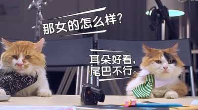 A Pékin, les chats servent de support publicitaire et non de plat de résistance ! 