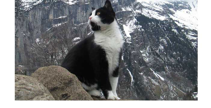 Un chat Saint-Bernard sauve un randonneur blessé.