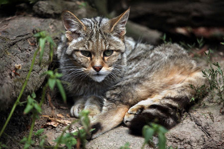 En Australie, deux millions de chats sauvages doivent être abattus… 