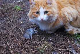 Comment éviter l’euthanasie des chats sans maître qui peuplent les refuges ?