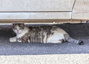 Photo pour illustration d'un chat sous une voiture
