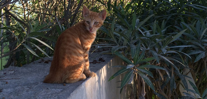 Un chat attend quinze jours avant d'être délivré.