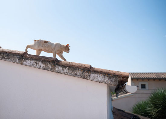 Emoi pour une chatte sur un toit à Vire en Normandie.