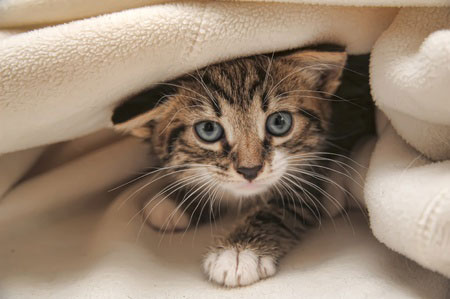 En quelques heures les 5 chatons orphelins ont été adoptés grâce à vous, merci !