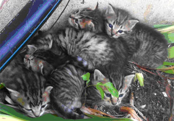 5 petits chatons orphelins recherchent parents d'adoption