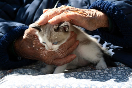 Le chat contre Alzeimer : 1/0 !