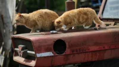 Chats des villes et chats des champs sur France 5