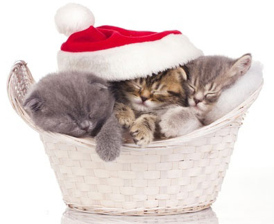 Les chats et Noel