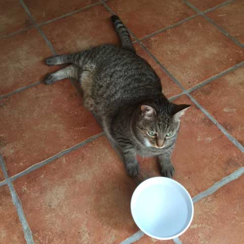 Comment protéger votre chat de la canicule.