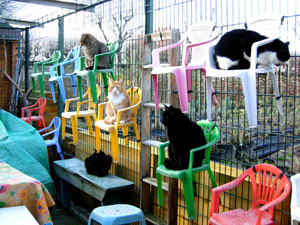 L’école des Chats de Clichy 81 rue Villeneuve à Clichy