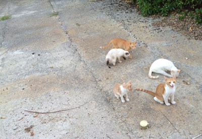 Repas de chats errants.