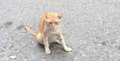 Justice est faite à trois chats de Marseille martyrisés..