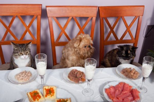 Pets Deli Food un épicerie de luxe pour animaux de compagnie