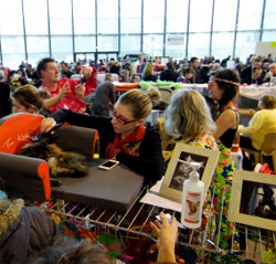 Le Salon du chat 2013 organisé par le Club du Chat 3000 a remporté un grand succès.