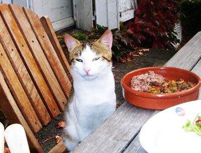 Devenez famille d'accueil pour chats !