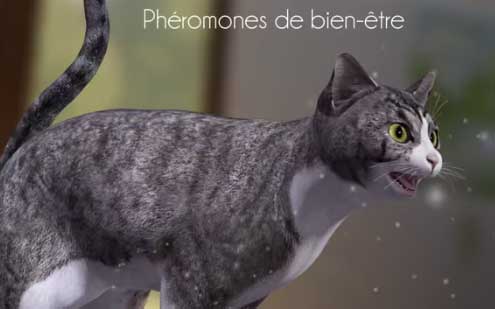 Cet été, le chat voyage avec vous ou reste à la maison ? Feliway peut vous aider.