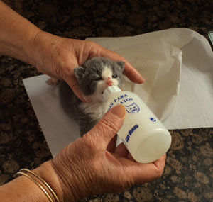 Josefina nourrissant un chaton au biberon.