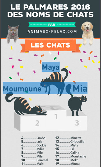 Découvrez le palmarès annuel des noms de chat les plus populaires en 2016 !