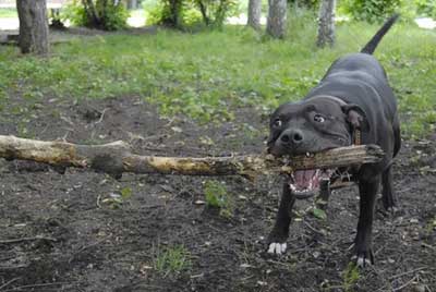 La meilleure défense contre les Pit Bull : un chat !  