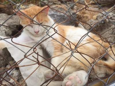 Une nouvelle réglementation concernant la vente de chats