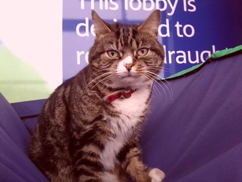 Mango, mascotte du Tesco de Tiverton dans le Devon