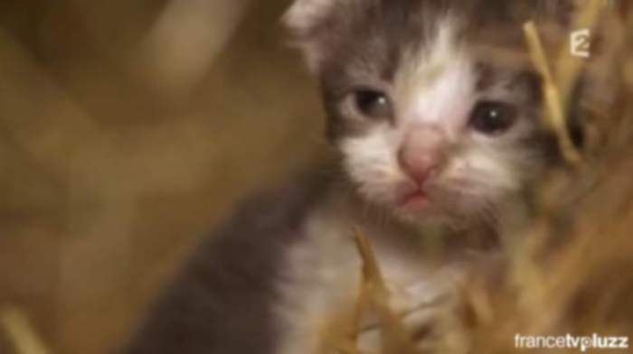 Un très beau film sur France 2 ”Trois petits chats” d'Emma Baus