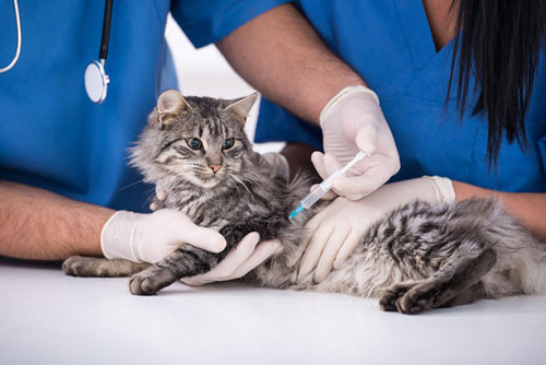 une grande découverte : un vaccin contre l'allergie au chat.