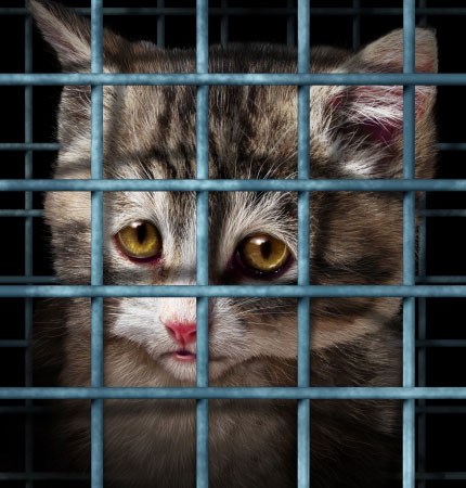 Les animaleries ne sont autorisées à céder que des chats provenant d'un refuge.