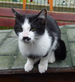 Le chat qui ressemblait à la fois à Adolphe Hitler et à Charlie Chaplin