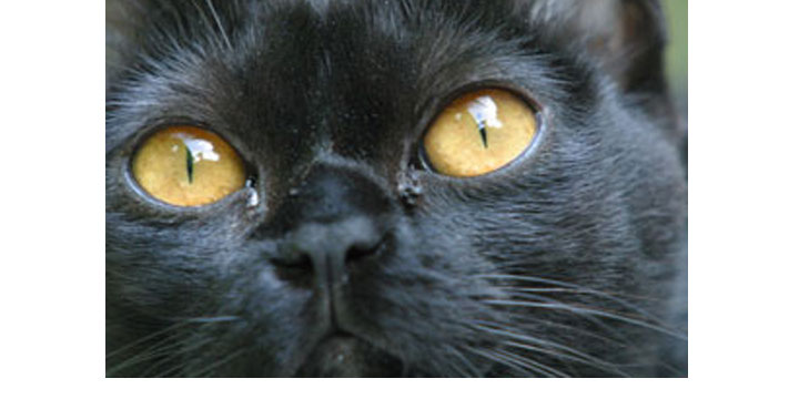 Chat noir (ou pas) : à bas les malédictions  imbéciles, vive les superstitions positives ! 