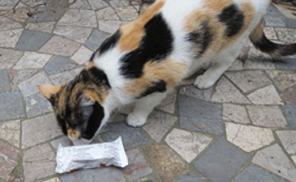 Que faire lorsqu'un chien ou un chat a mangé de la mort-aux-rats ? –  HoltazFallen.fr