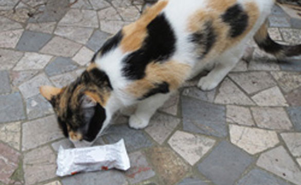 Chat reniflant un sachet de mort aux  rats..