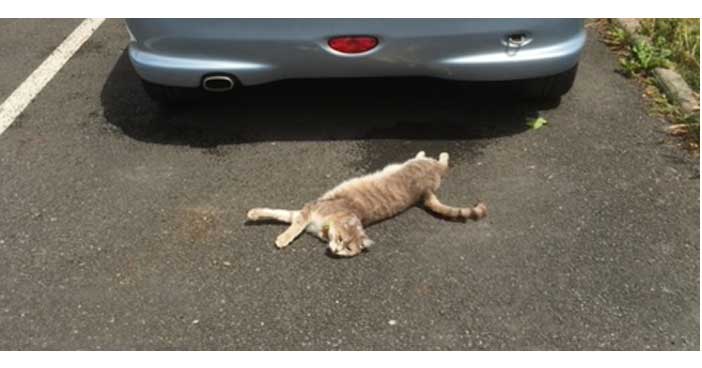 Laisser sortir son chat à l’extérieur ou le garder dans la  maison