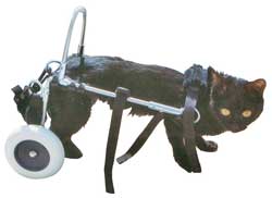 Chariots pour chats handicapés des membres postérieurs.