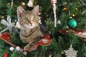 Noël, les chats, le sapin et les boules, c'est pas un cadeau ! 