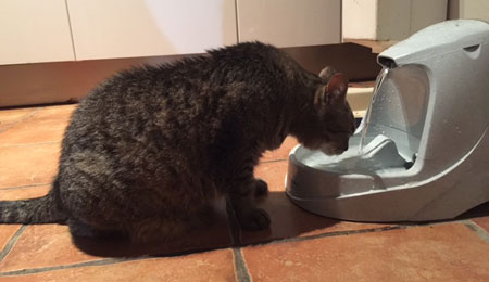 Protéger son chat de la canicule.