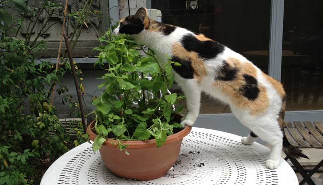 Cataire, herbe à chats, Nepeta cataria, Arom'antique, aromatiques bio.