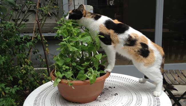 Cataire (herbe aux chats)