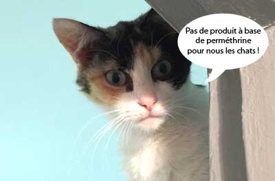 Attention la perméthrine contenue dans des produits de la maison peut être mortelle pour le chat.