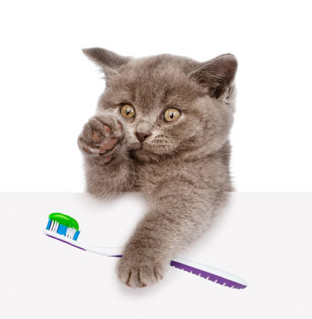 Est-il nécessaire de brosser les dents de son chat ?