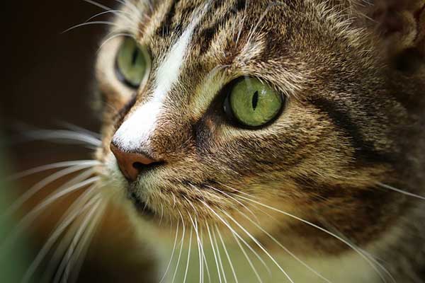 Tout connaitre des moustaches du chat, les vibrisses