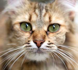 Le match des sens, chats contre hommes, quatre...à deux !  