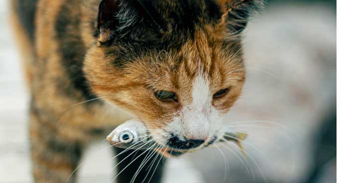 Raw feeding et BARF : les mérites d'une alimentation crue pour nos chats.