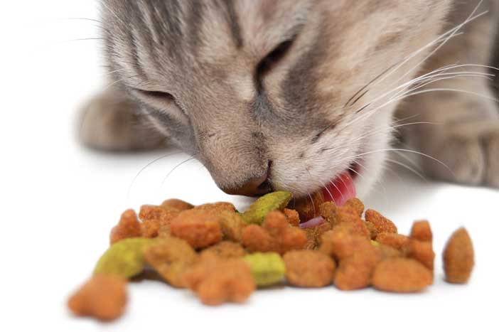 Comment choisir la meilleure nourriture pour votre chat