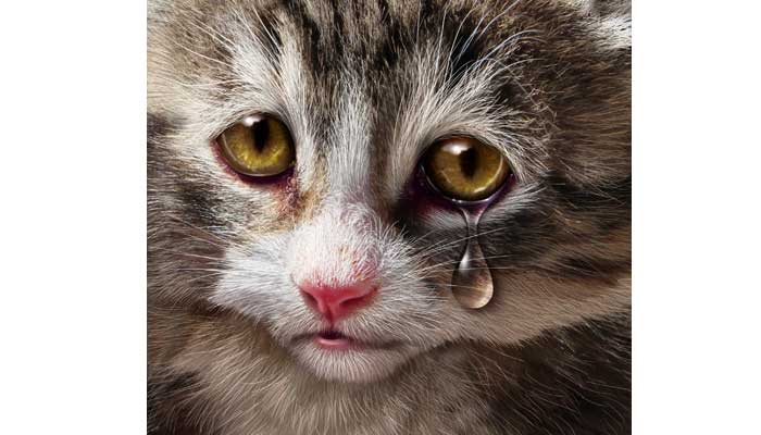 Comment surmonter le deuil d’un chat ?