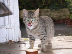 Préparez l'arrivée du chaton que vous venez d'adoptez 