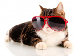 Les chats aussi sont sensibles aux effets du soleil
