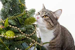 Allez-vous passer Noël avec votre chat ?