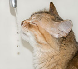 Le chat et l’eau