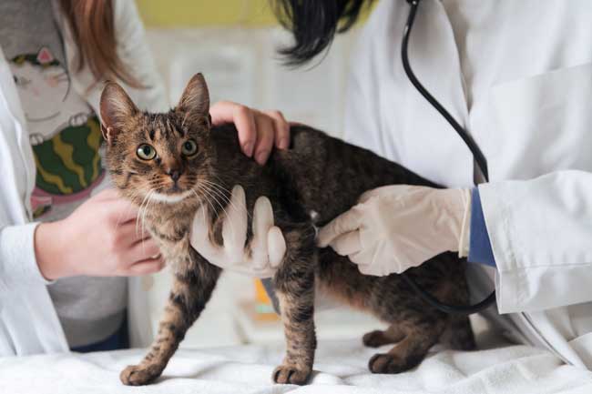 Emmener son chat chez le vétérinaire